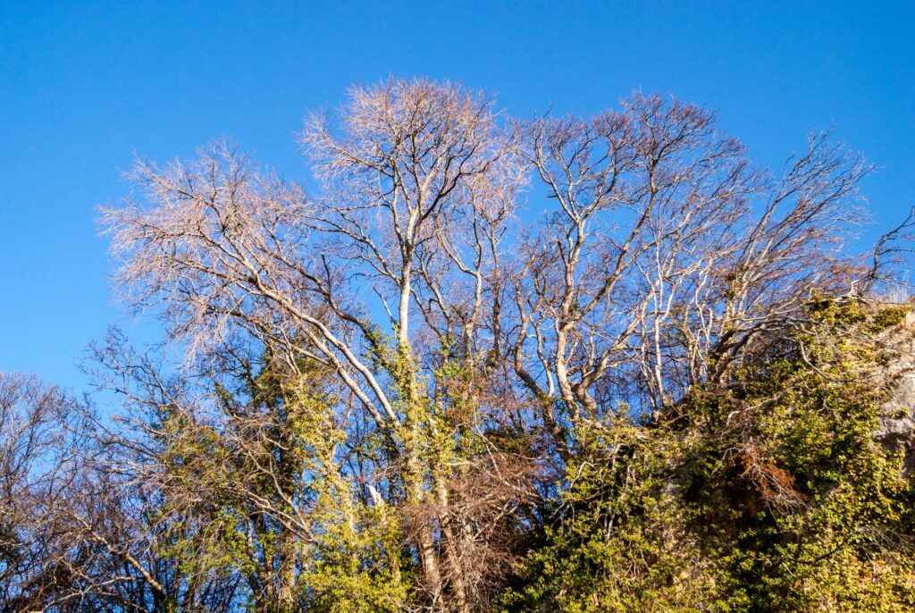 Dead, leafless branches standing out against a healthy green canopy, a classic deadwood hazard sign
