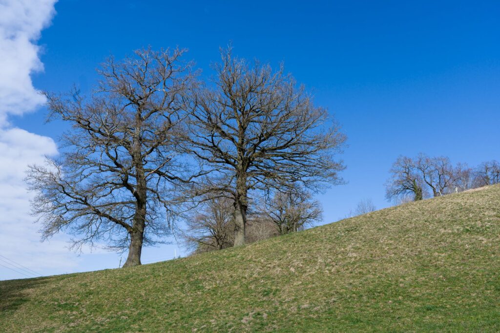 A bare, struggling ring of soil circling the base of a mature shade tree in a suburban lawn