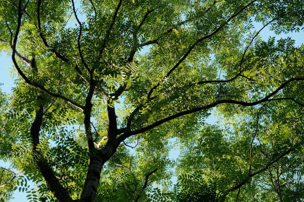 A healthy, mature shade tree canopy against a summer sky in Middletown, New Jersey