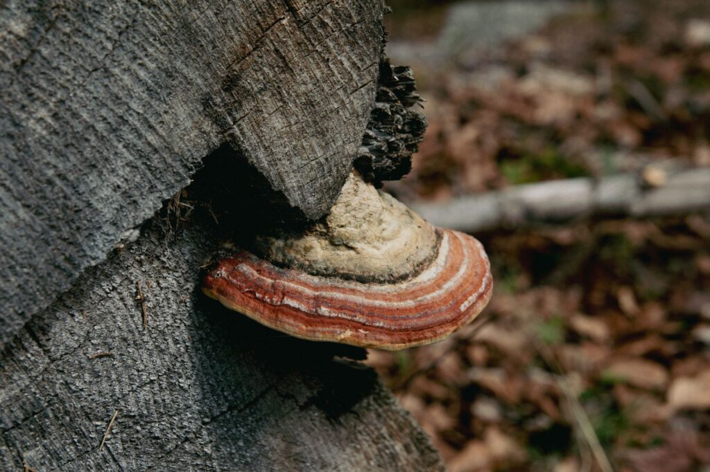 Shelf-like fungal conks growing from the base of a tree trunk, indicating internal decay