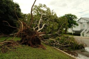A mature tree with storm-damaged limbs in a Middletown, NJ yard after a summer thunderstorm