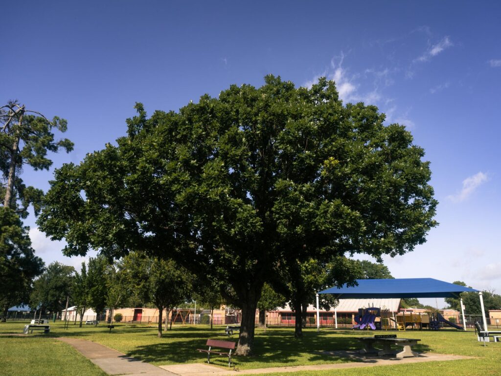 A healthy mature oak tree with a full canopy in summer sunlight