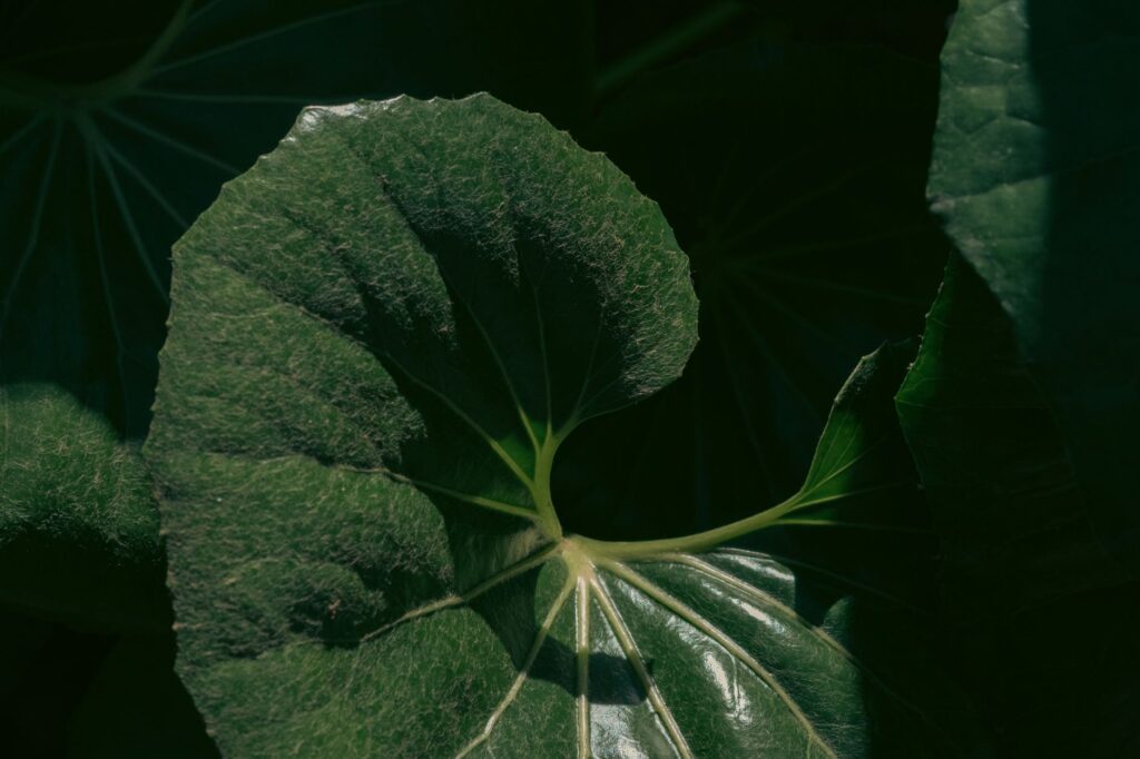 Close-up of tree leaves with sunlight highlighting the veins and surface detail