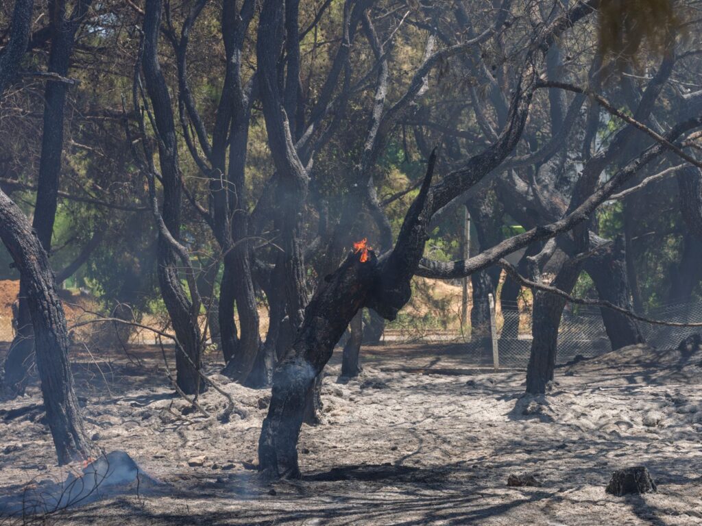 A dark tree wrap left on a trunk, illustrating a common sunscald prevention mistake