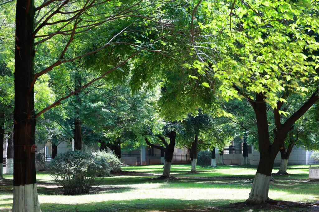 A honeylocust tree casting dappled shade in a sunny yard