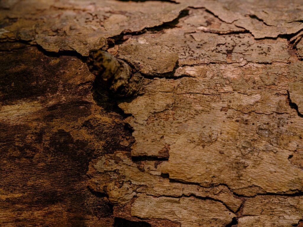 Close-up of a torn bark wound on a tree trunk after storm damage