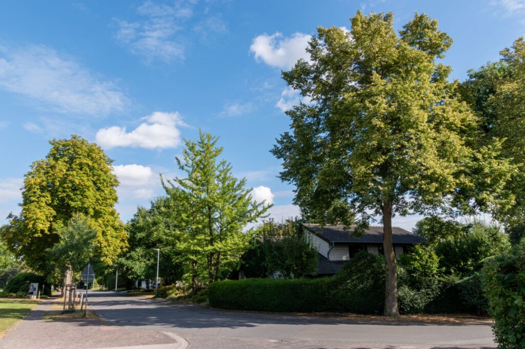 Neighbors discussing a large tree growing along a shared property line