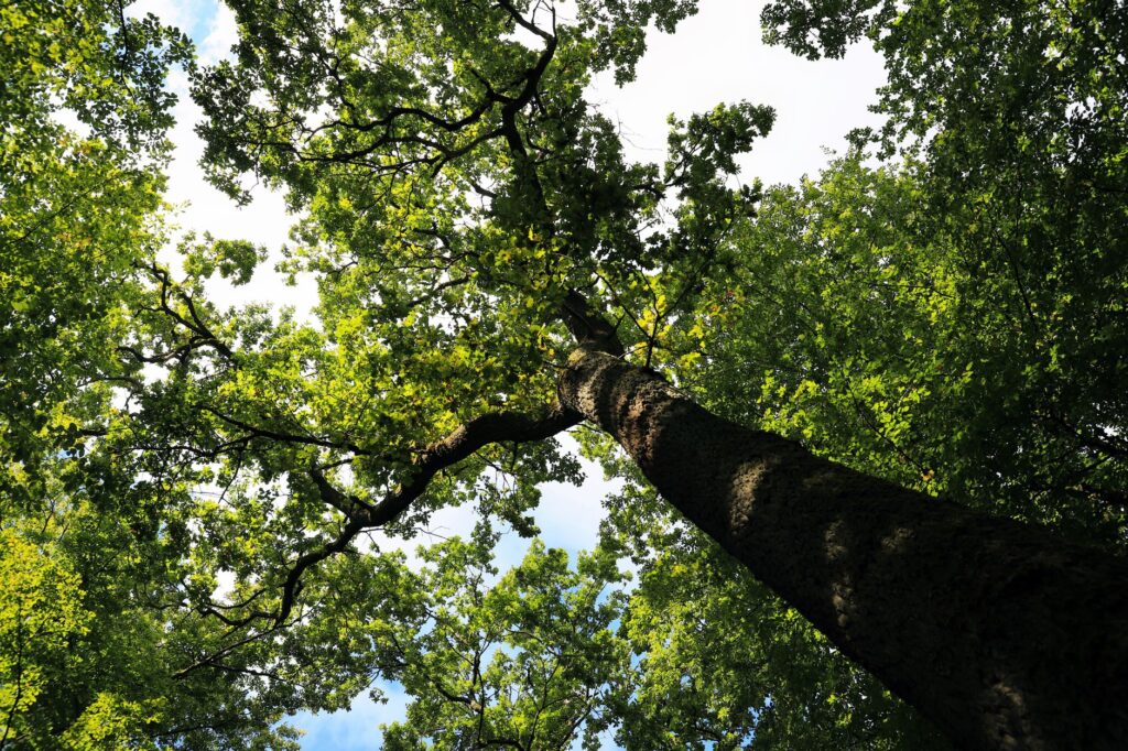 A mature shade tree in a Middletown backyard on a bright August afternoon