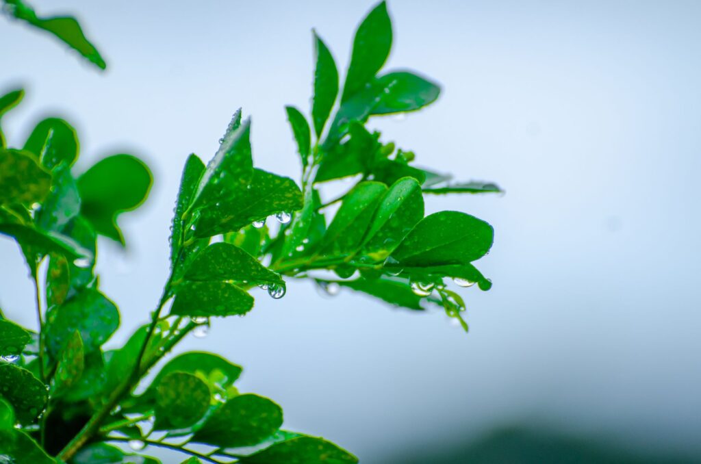 Tree leaves intercepting raindrops during a storm