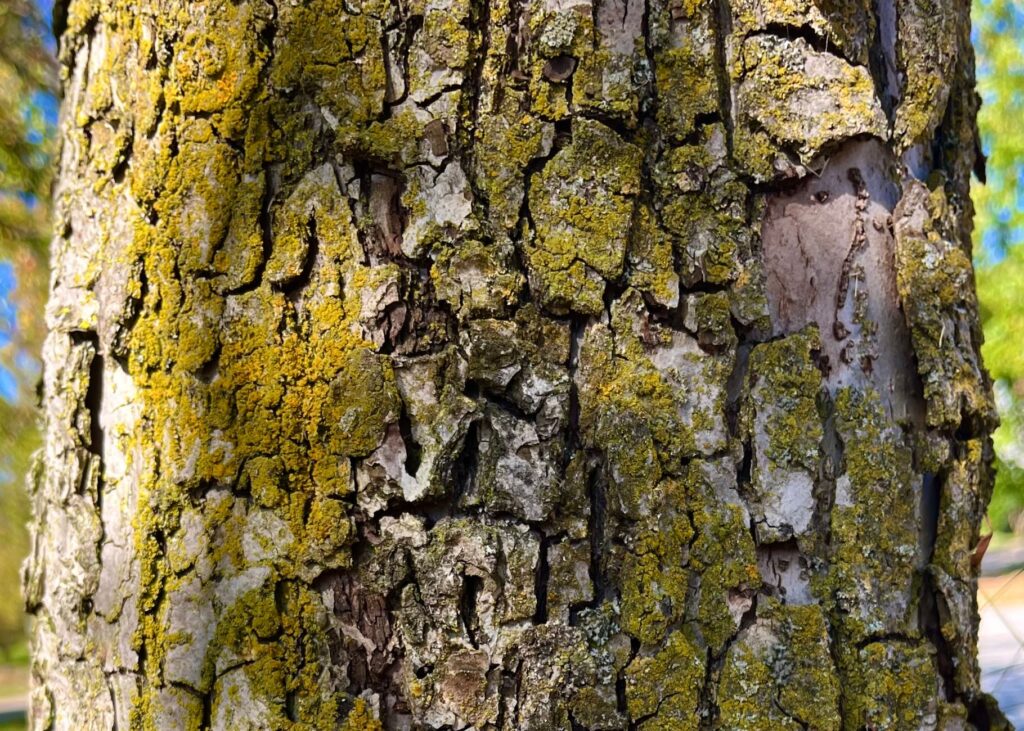 Close-up of thin, smooth bark typical of young maple trees vulnerable to sunscald