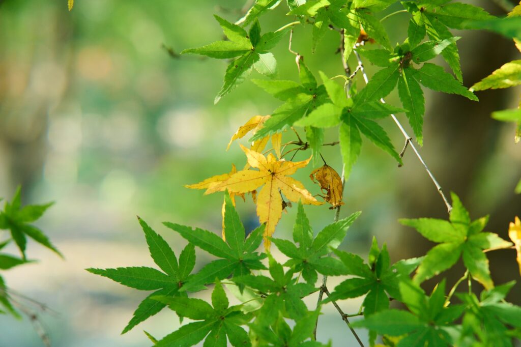 Tree showing premature yellowing leaves in July — a common sign of root stress in clay soils