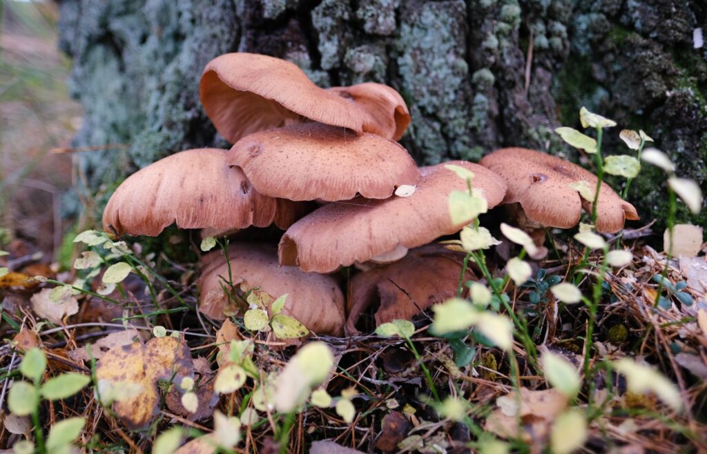 Bracket fungi growing at the base of a tree trunk, a sign of root rot