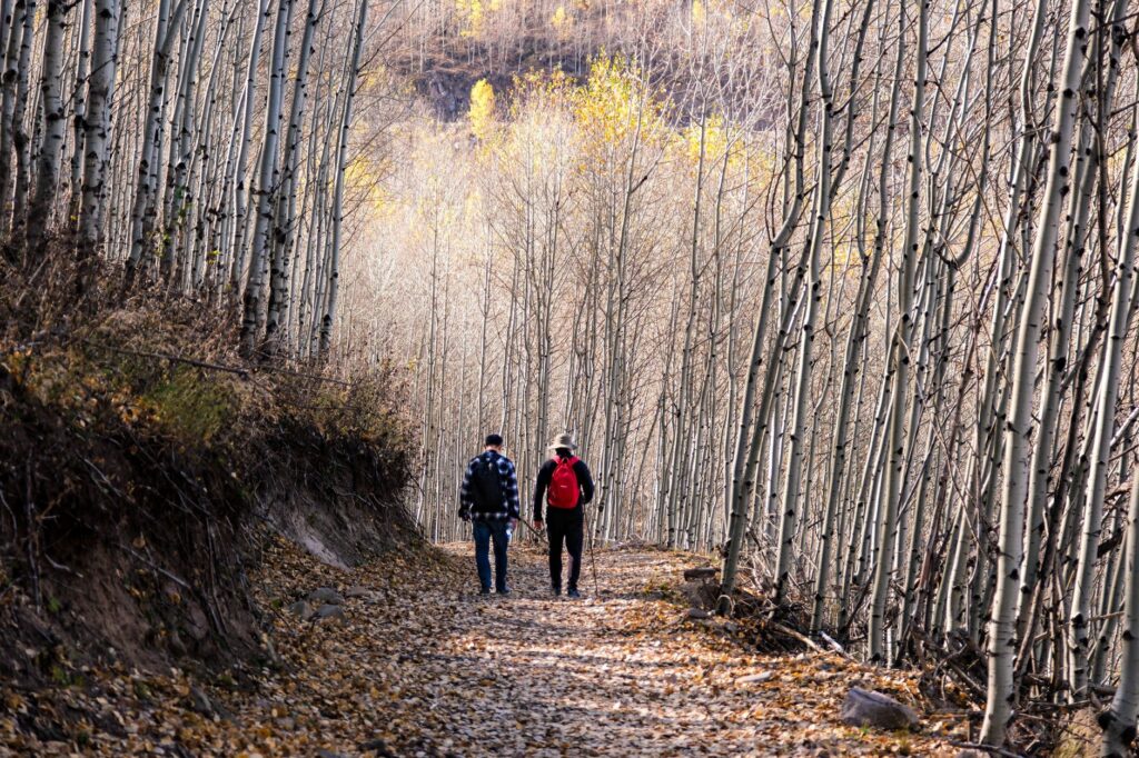 Two people carefully guiding a young tree trunk back to upright