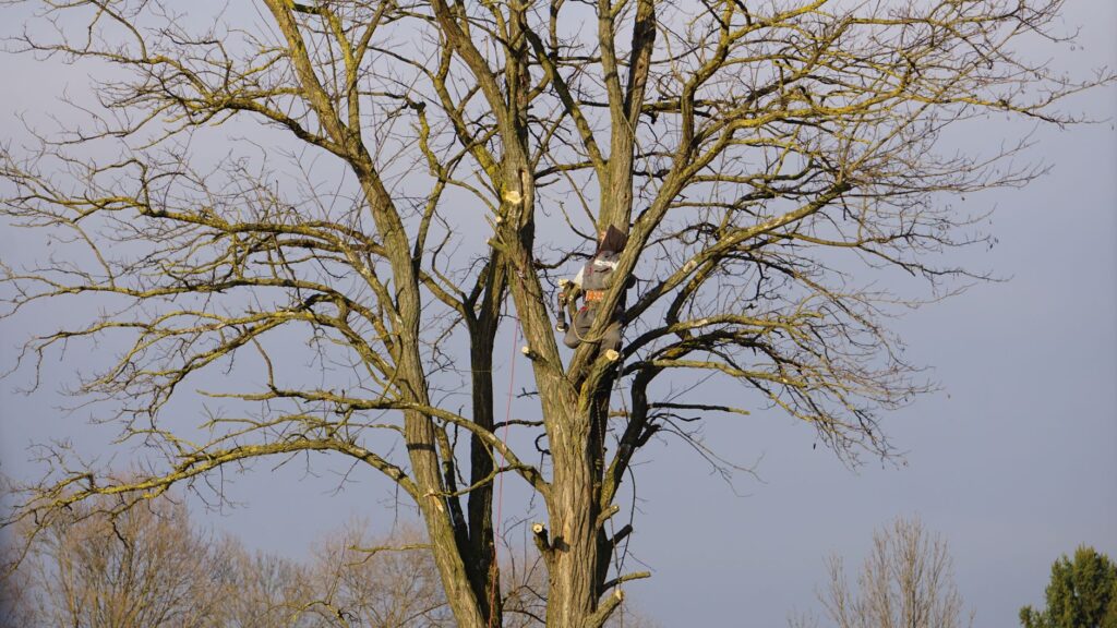 A certified arborist consulting with a homeowner about their backyard tree