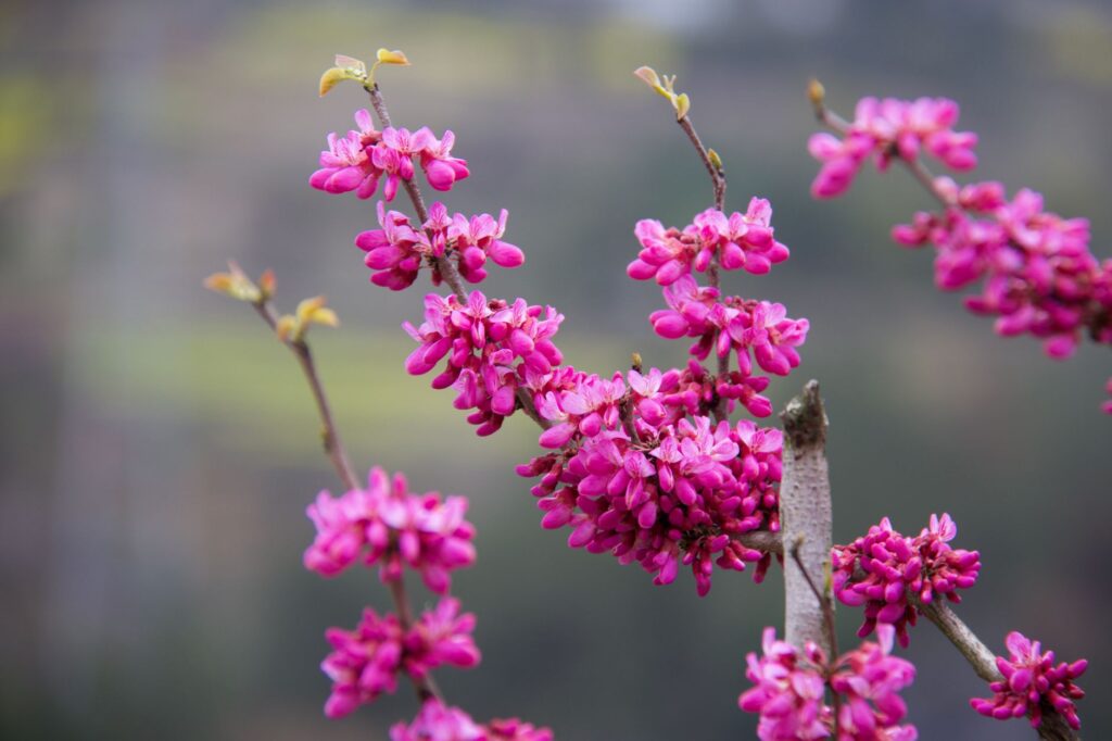 Eastern redbud tree in bloom planted close to a home in a small yard