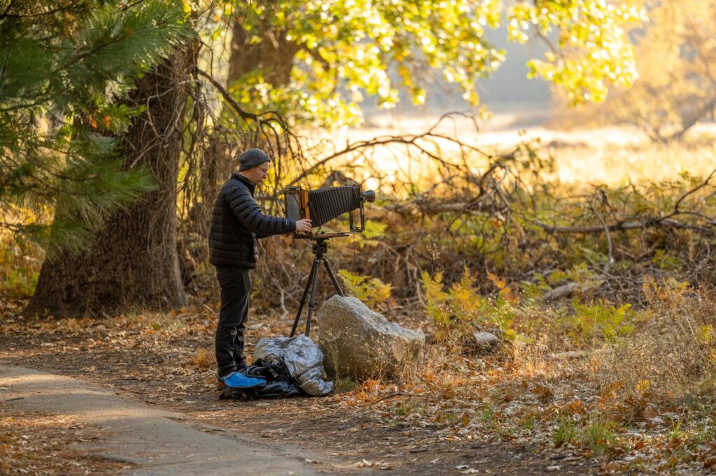 A homeowner taking photos of a mature tree in the backyard for documentation