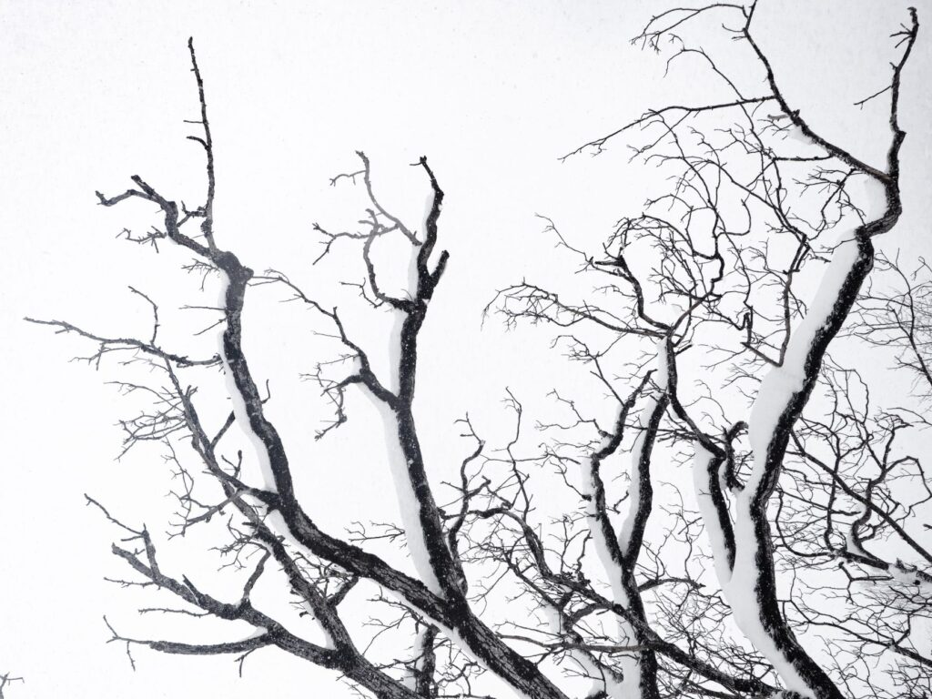 Bare winter tree branches showing structural form