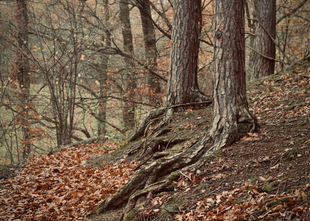 The root flare at the base of a tree trunk exposed to check for girdling roots