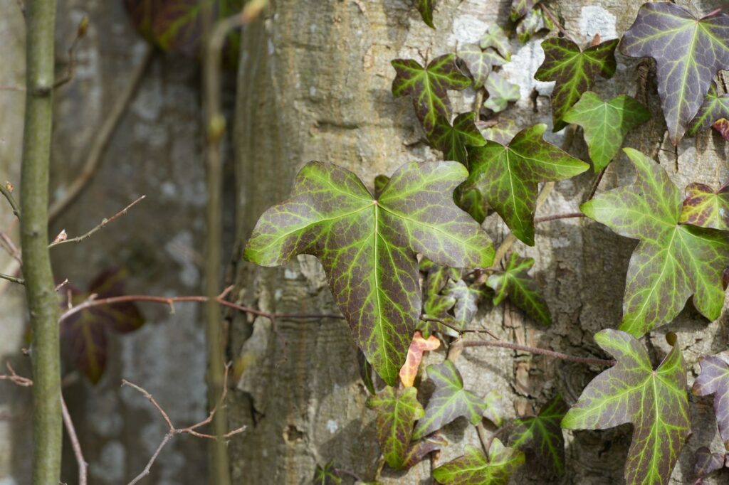 A mature oak trunk almost completely covered by climbing English ivy