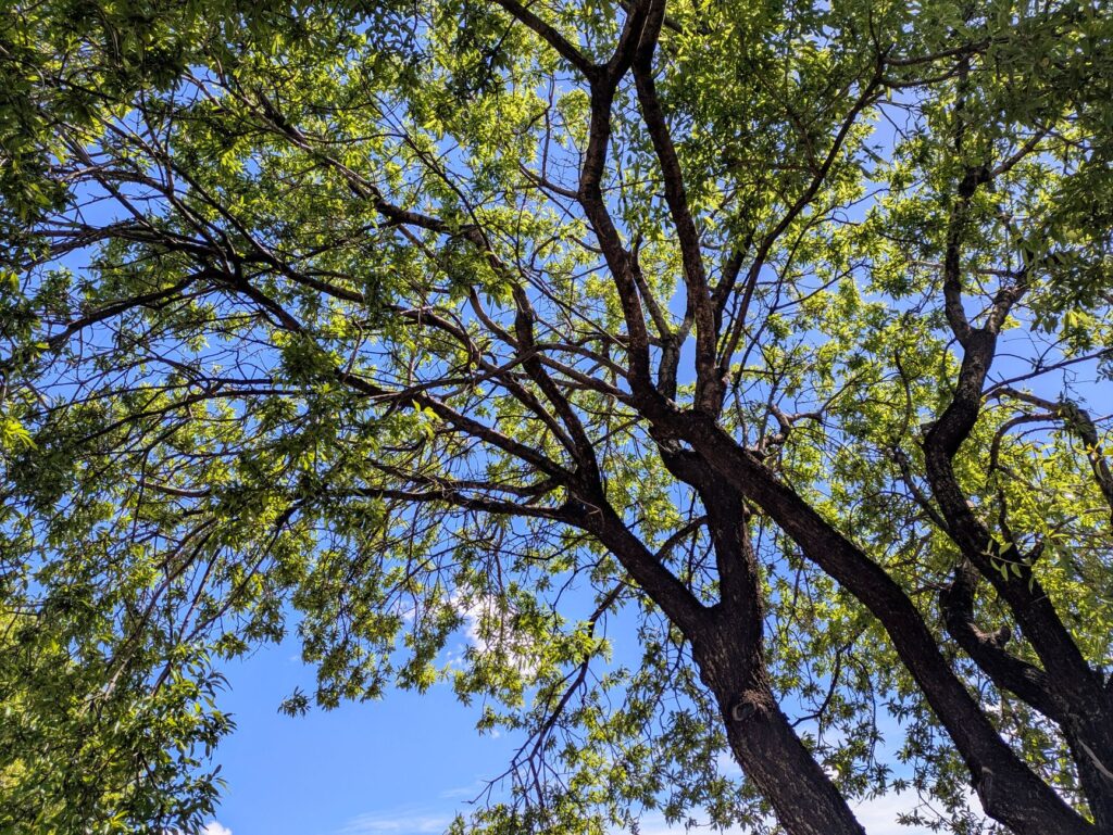 A mature shade tree with a visibly thinning canopy in summer