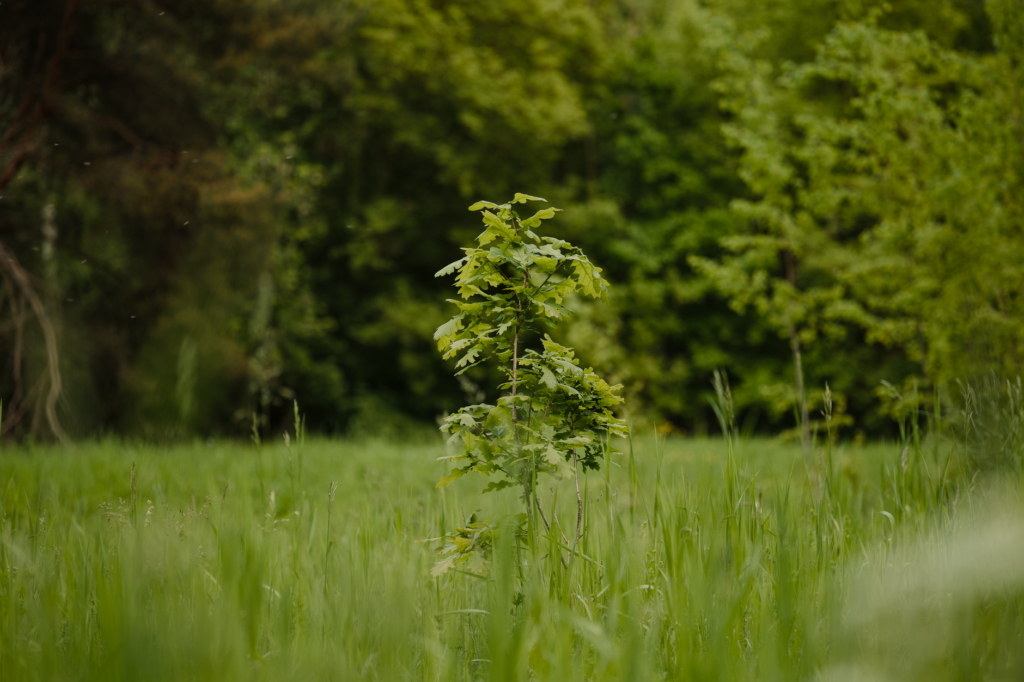 New reddish shoots of Lammas growth emerging from an oak tree in midsummer