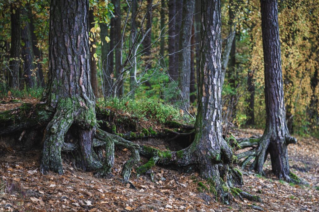 Exposed tree roots where two closely planted trees share the same soil zone