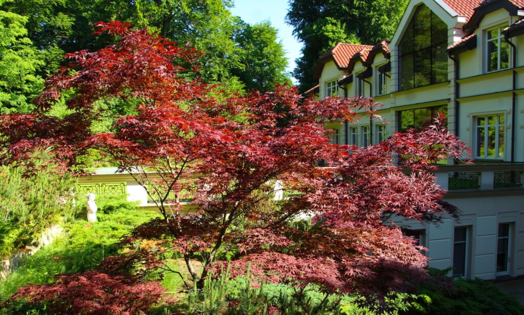 A young red maple planted along a yard's low drainage area to help manage stormwater runoff
