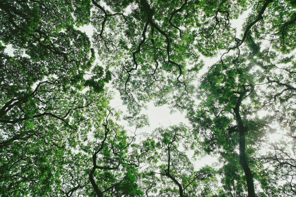 Dense green tree canopy catching full summer sunlight