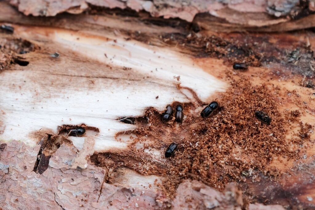 Close-up of a wood-boring insect on tree bark