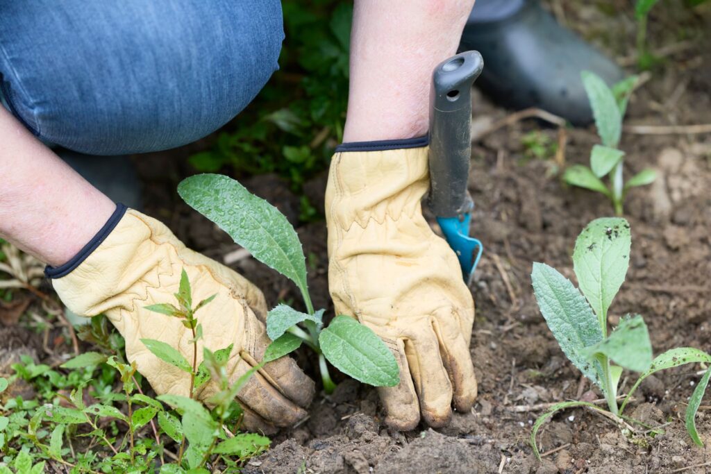 A gardener hand-planting a small perennial plug near a tree's root zone with a trowel