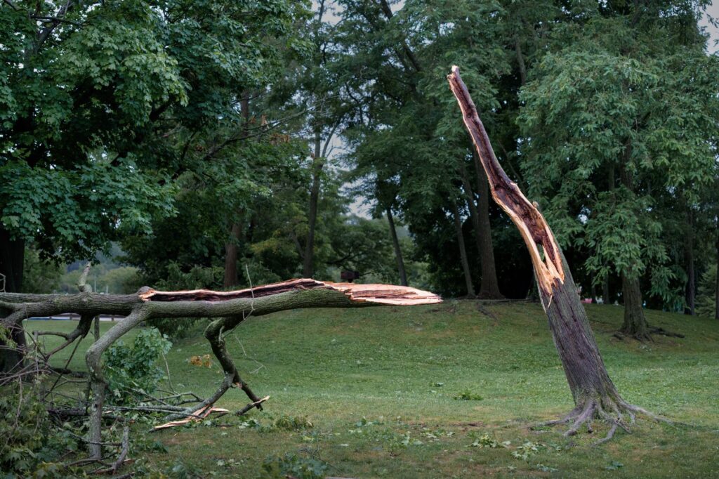A homeowner looking up at a large tree canopy assessing storm risk before hurricane season