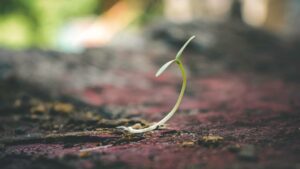 A cluster of thin, upright water sprouts growing along the trunk of a shade tree in summer