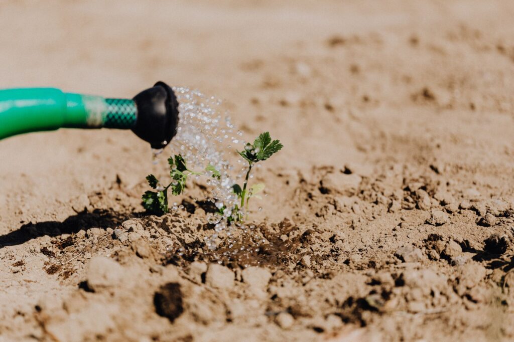 Dry, cracked soil at the base of a young tree despite regular hose watering