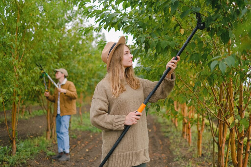 A homeowner using a pole saw to prune a shade tree in summer heat