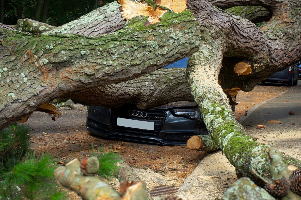 A homeowner photographing the base of a storm-damaged tree to document it for an insurance claim