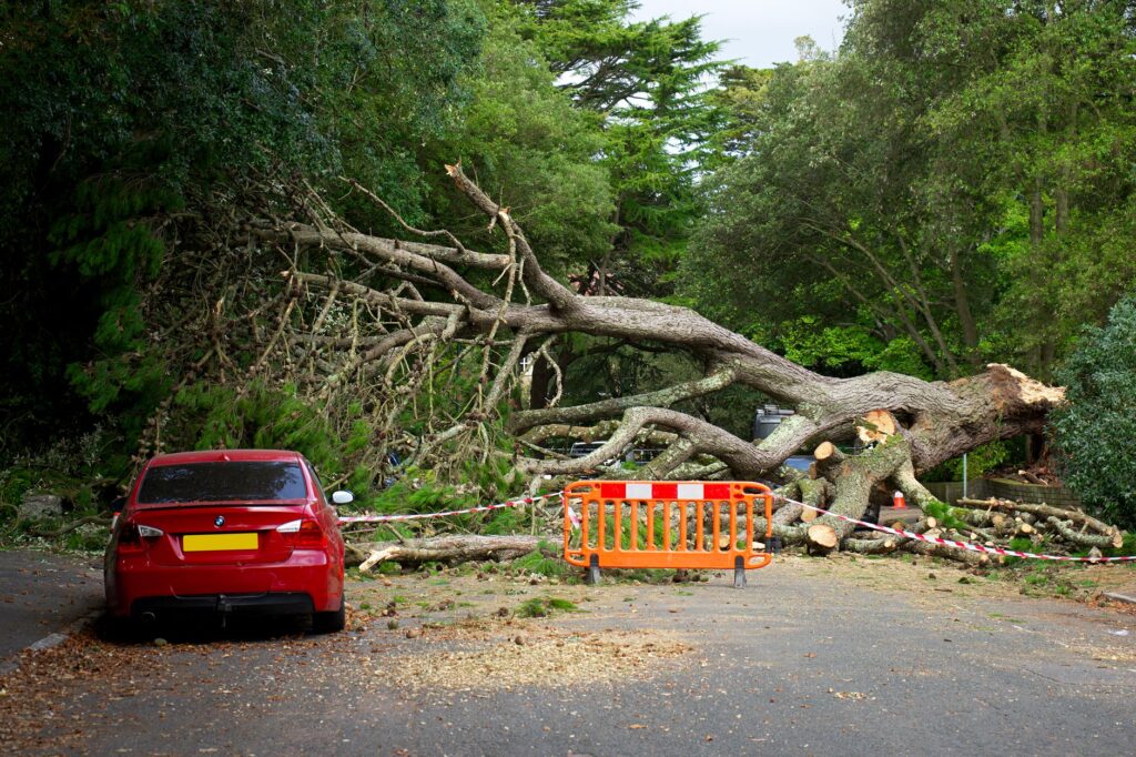 A yard with reduced tree canopy after storm damage and construction