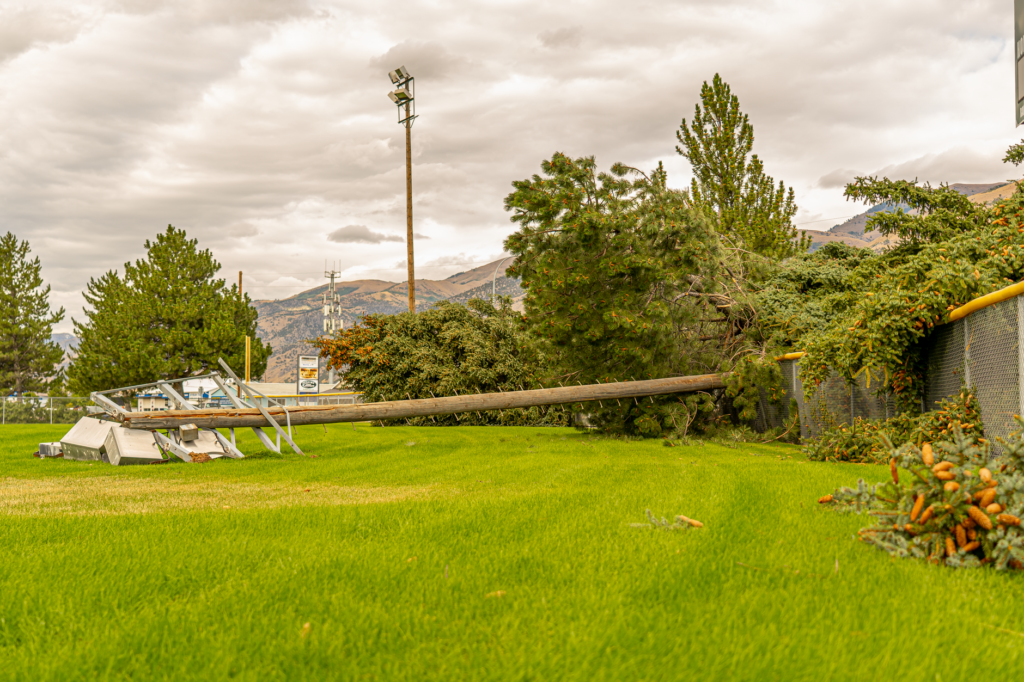 A wind-damaged tree leaning across a residential fence line after a storm