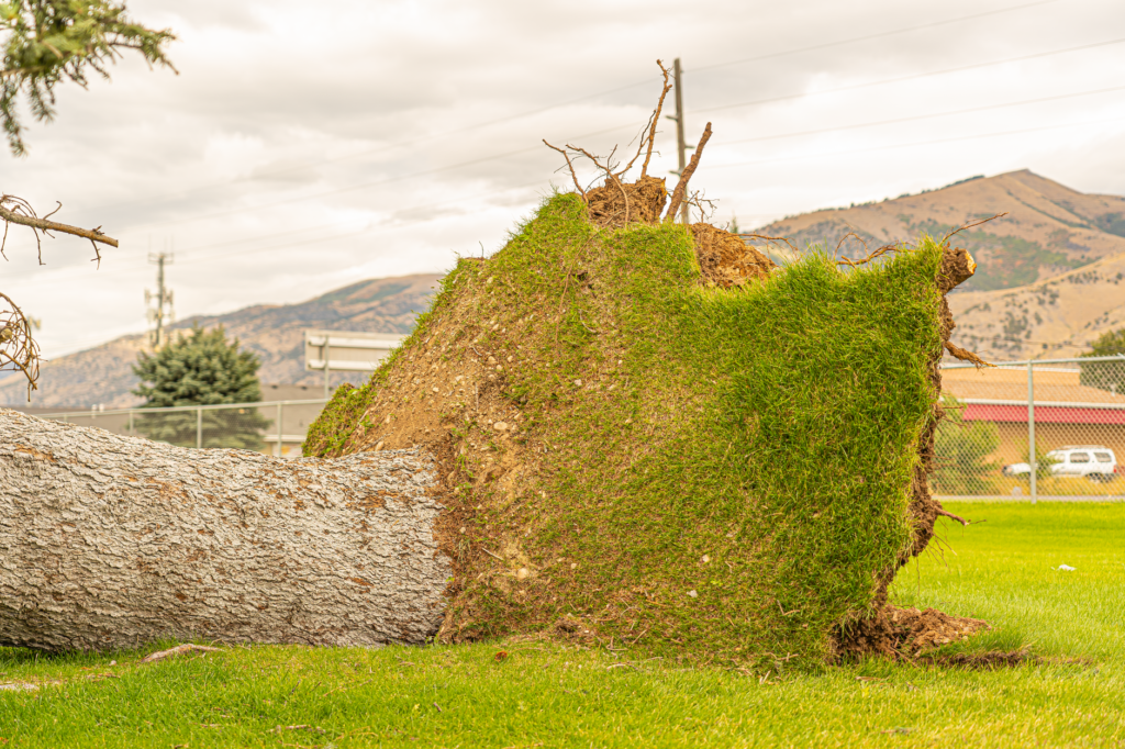 Shallow, wide-spreading tree roots exposed in saturated soil after heavy rain