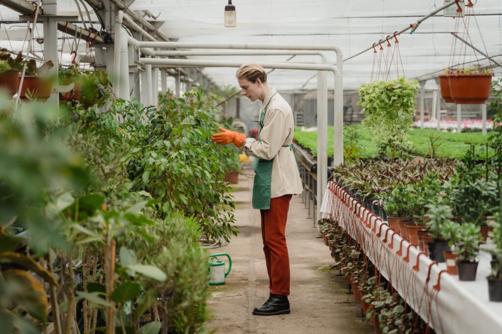A nursery worker checking the root flare on a potted young tree