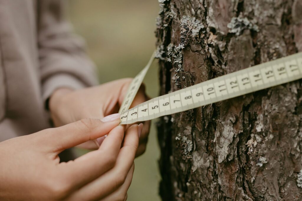 Scouting and measuring a backyard site ahead of fall tree planting