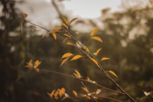 A young newly planted tree with drooping leaves in a Middletown, NJ backyard in summer