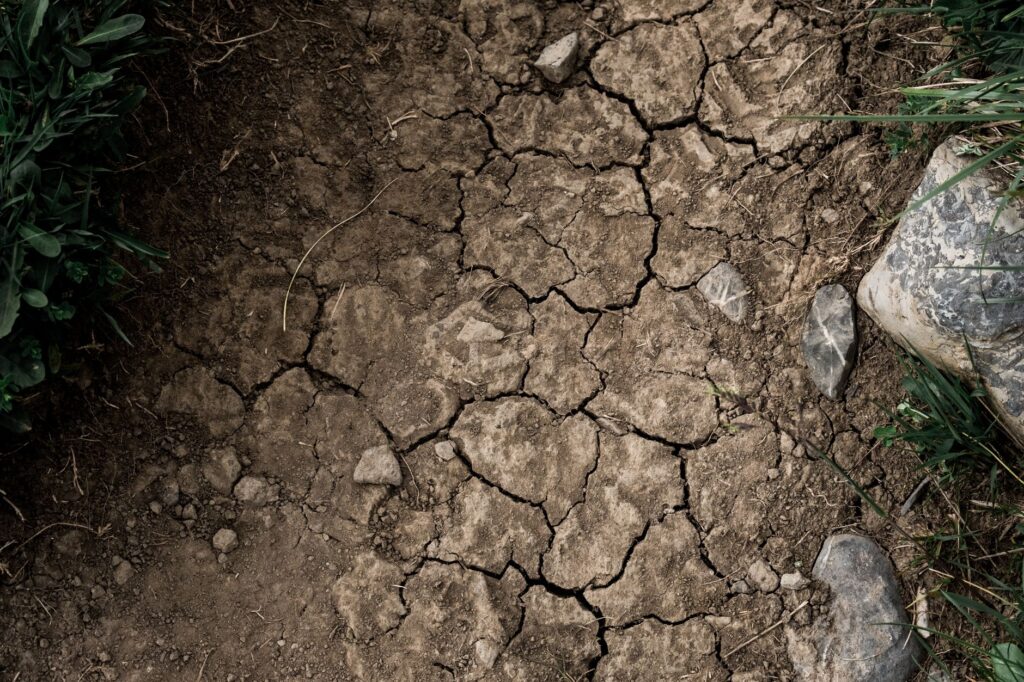 Dry, cracked clay-loam soil around exposed tree roots during summer heat