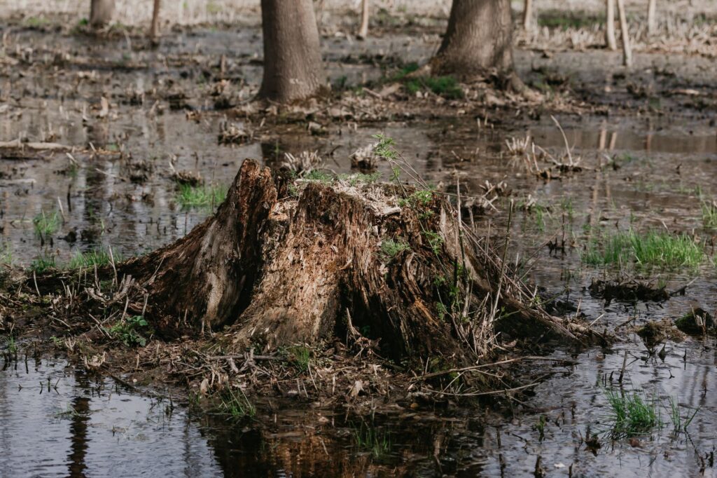 A swamp white oak thriving in a low, moisture-prone yard