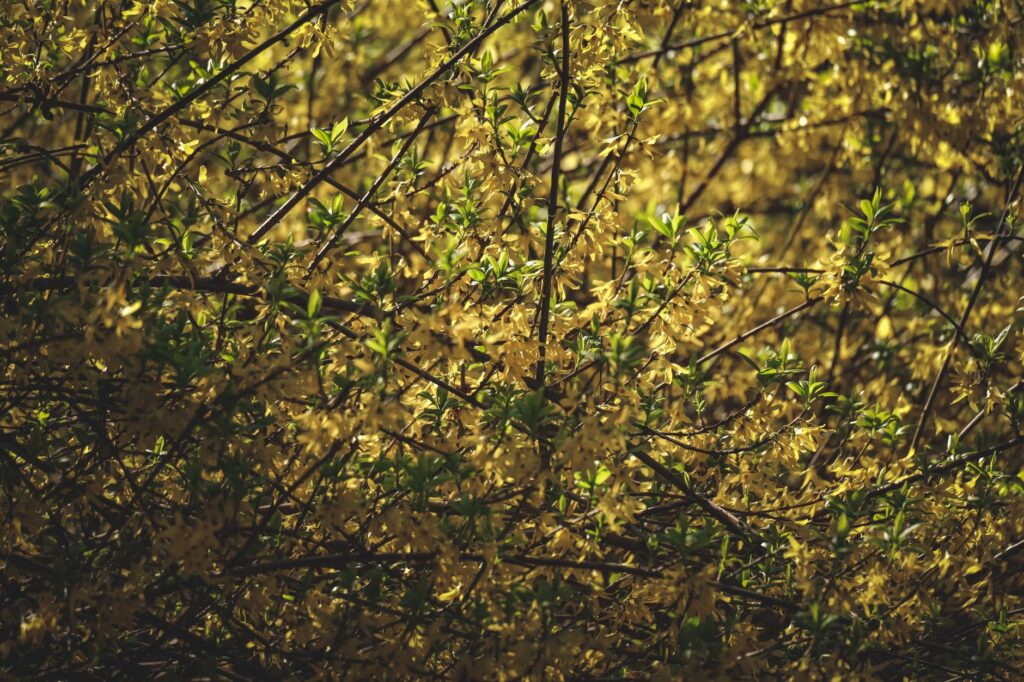 A thin, sparse tree canopy with yellowing leaves in midsummer, a sign of tree stress