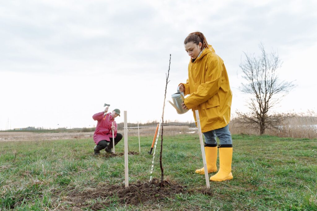 Removing a support stake from a young tree that has become established