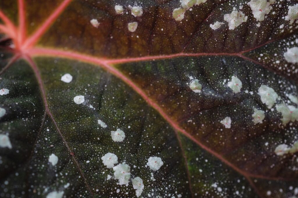 Pale powdery mildew coating on a tree leaf surface