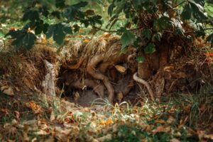An arborist working around the root zone of a mature shade tree