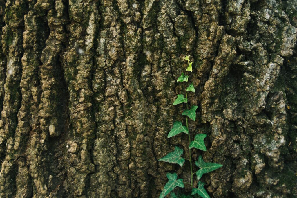 Close-up of ivy stems gripping tree bark, obscuring the trunk surface