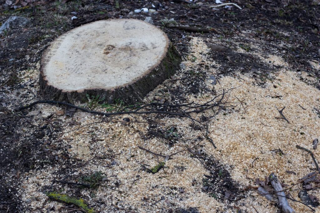 A stump grinder chewing through a freshly cut tree stump in a residential Middletown, NJ backyard