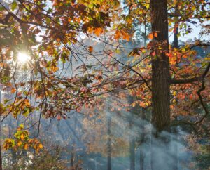 Sunlight filtering through the leafy canopy of a mature oak tree